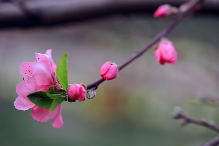 dsc_5209a.jpg