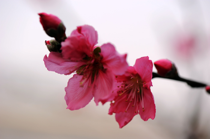 dsc_5211a.jpg