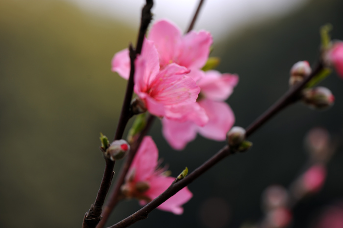 dsc_5212a.jpg