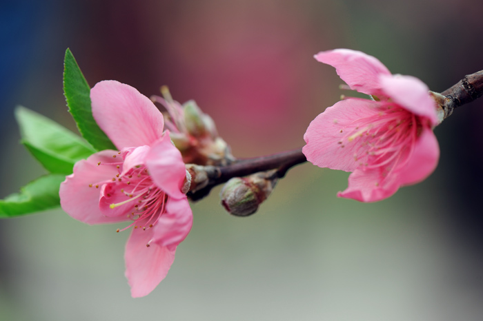 dsc_5214a.jpg