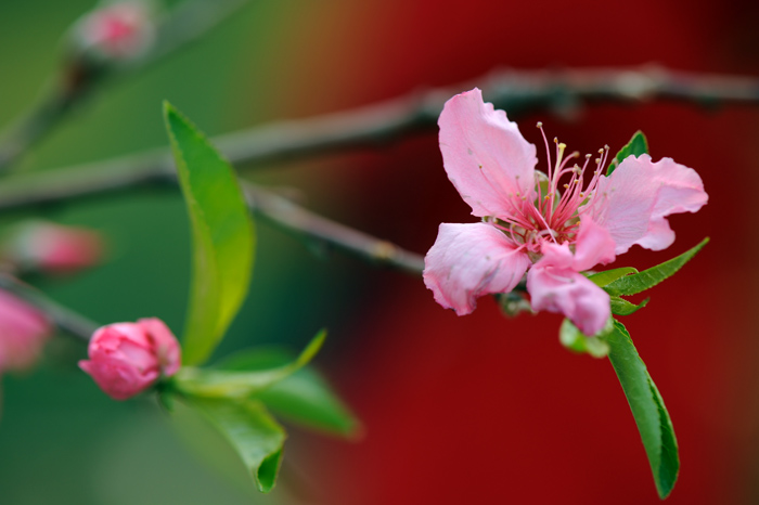 dsc_5215a.jpg