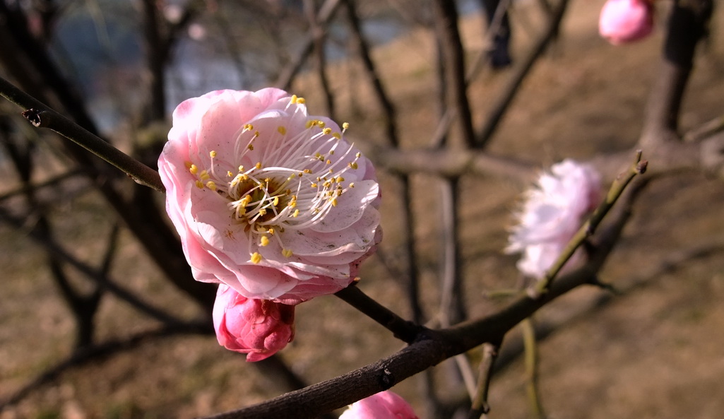 dscf9198.jpg