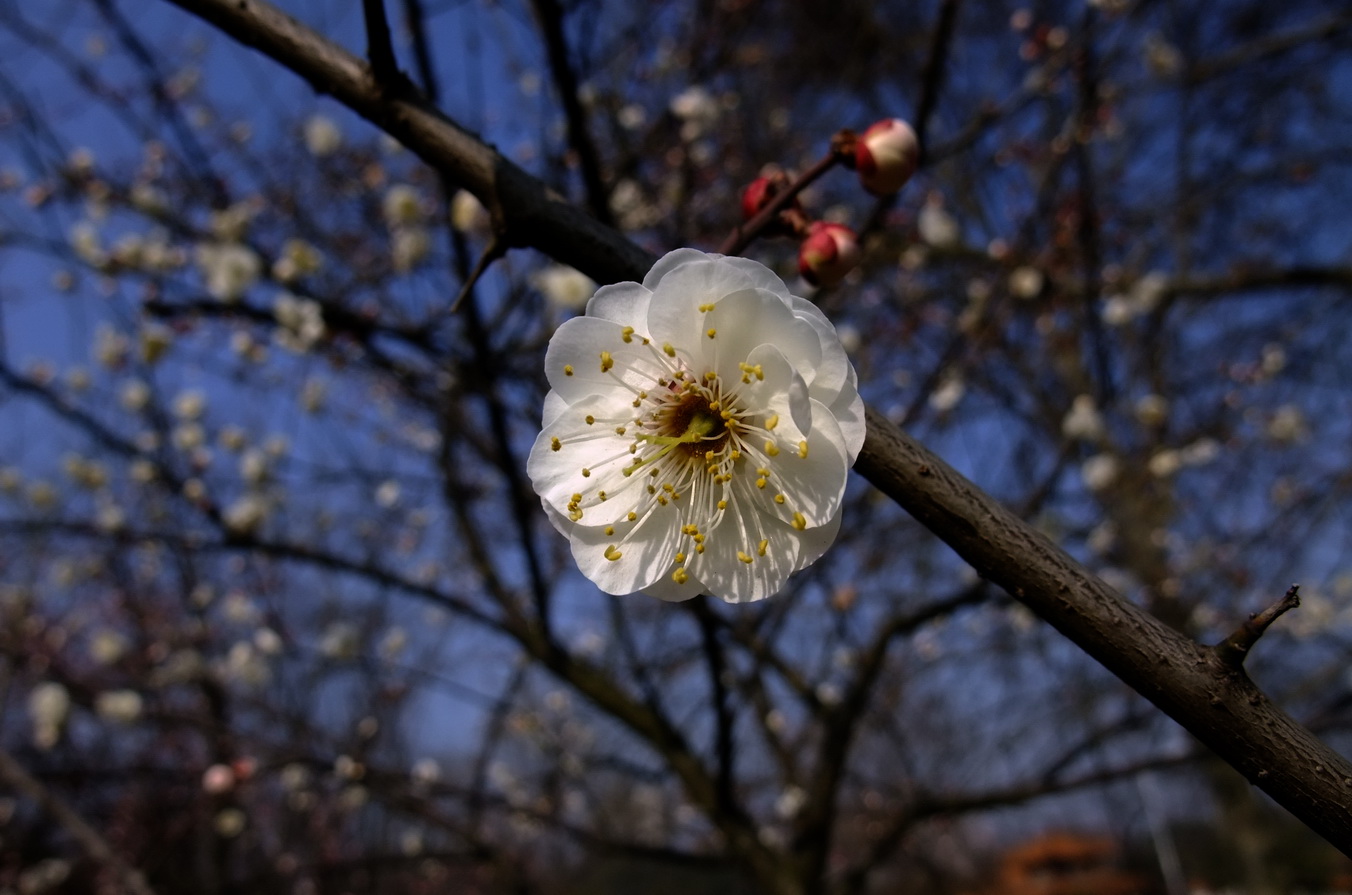 dscf9201.jpg0.jpg