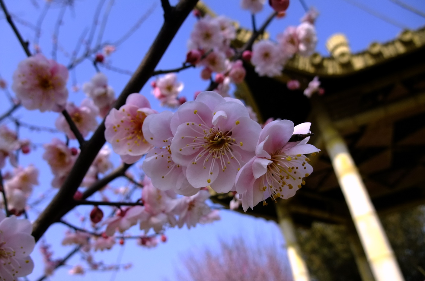 dscf9221.jpg9.jpg