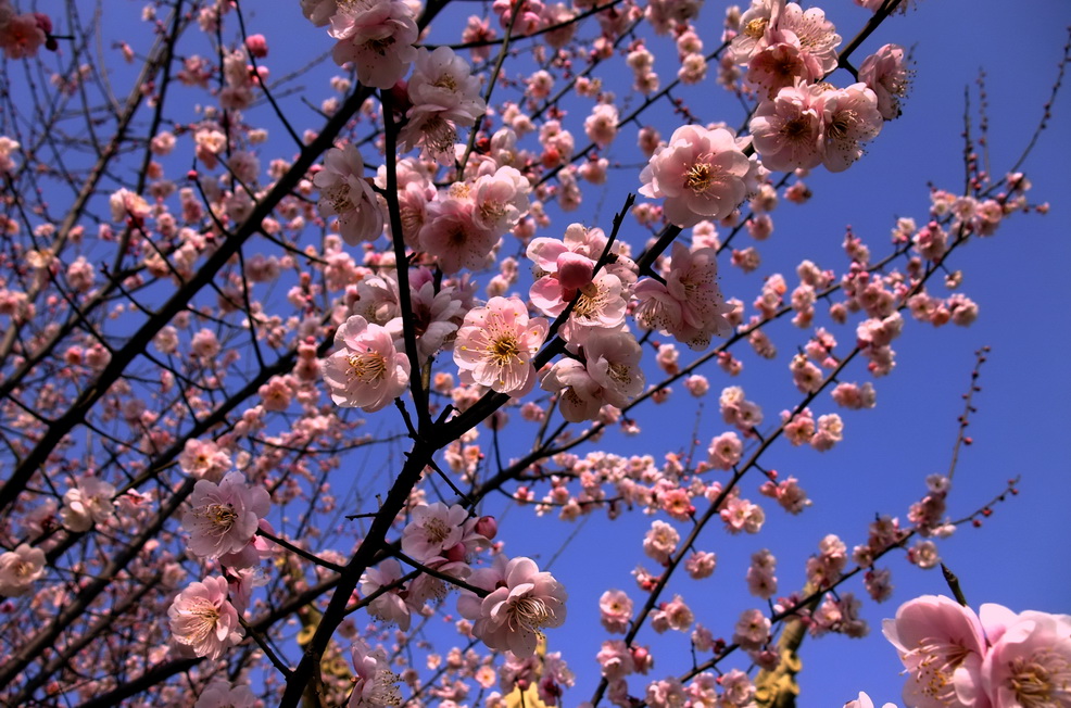 dscf9225.jpg