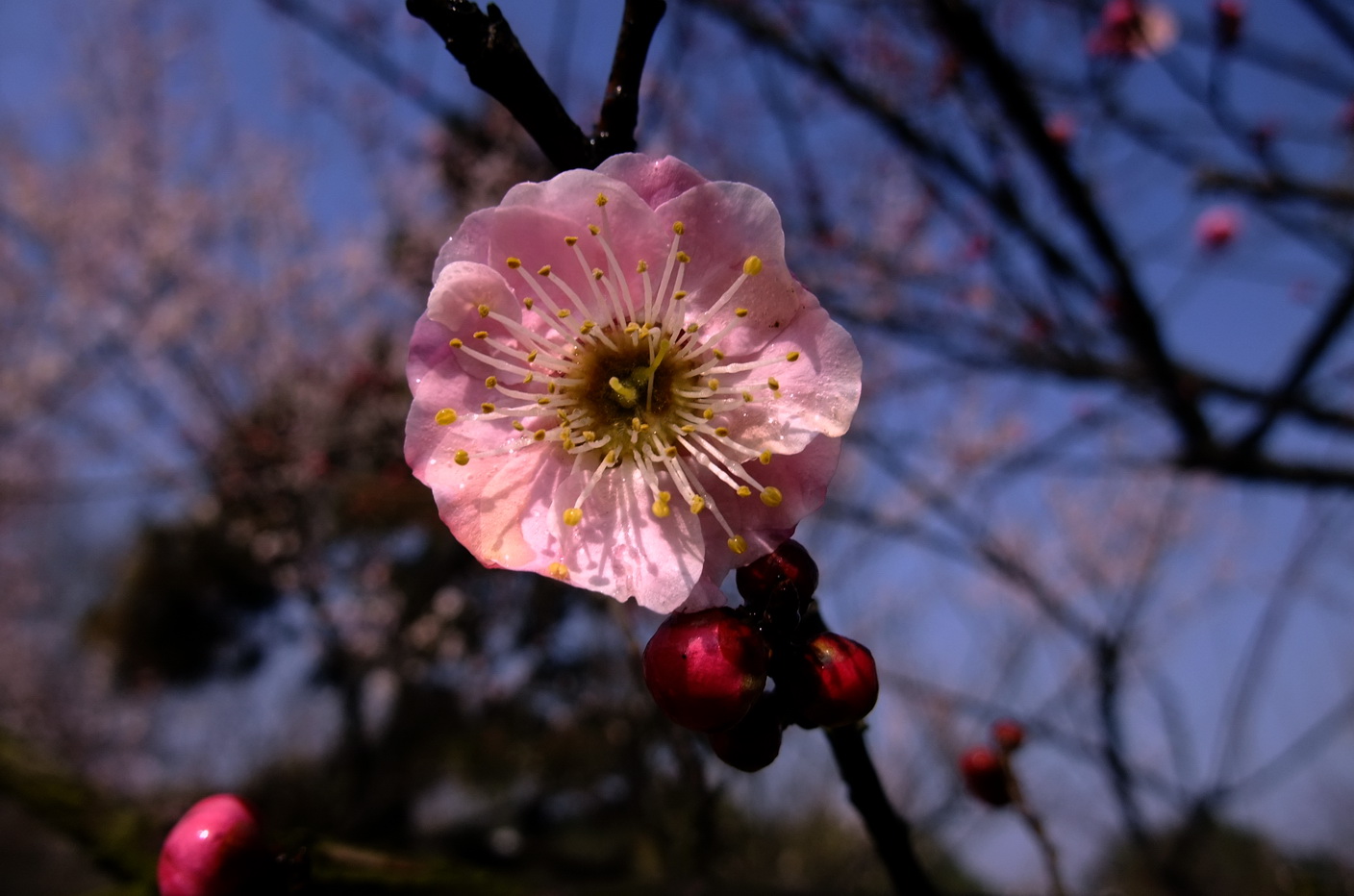 dscf9242.jpg