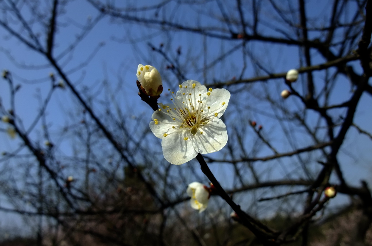 dscf9235.jpg