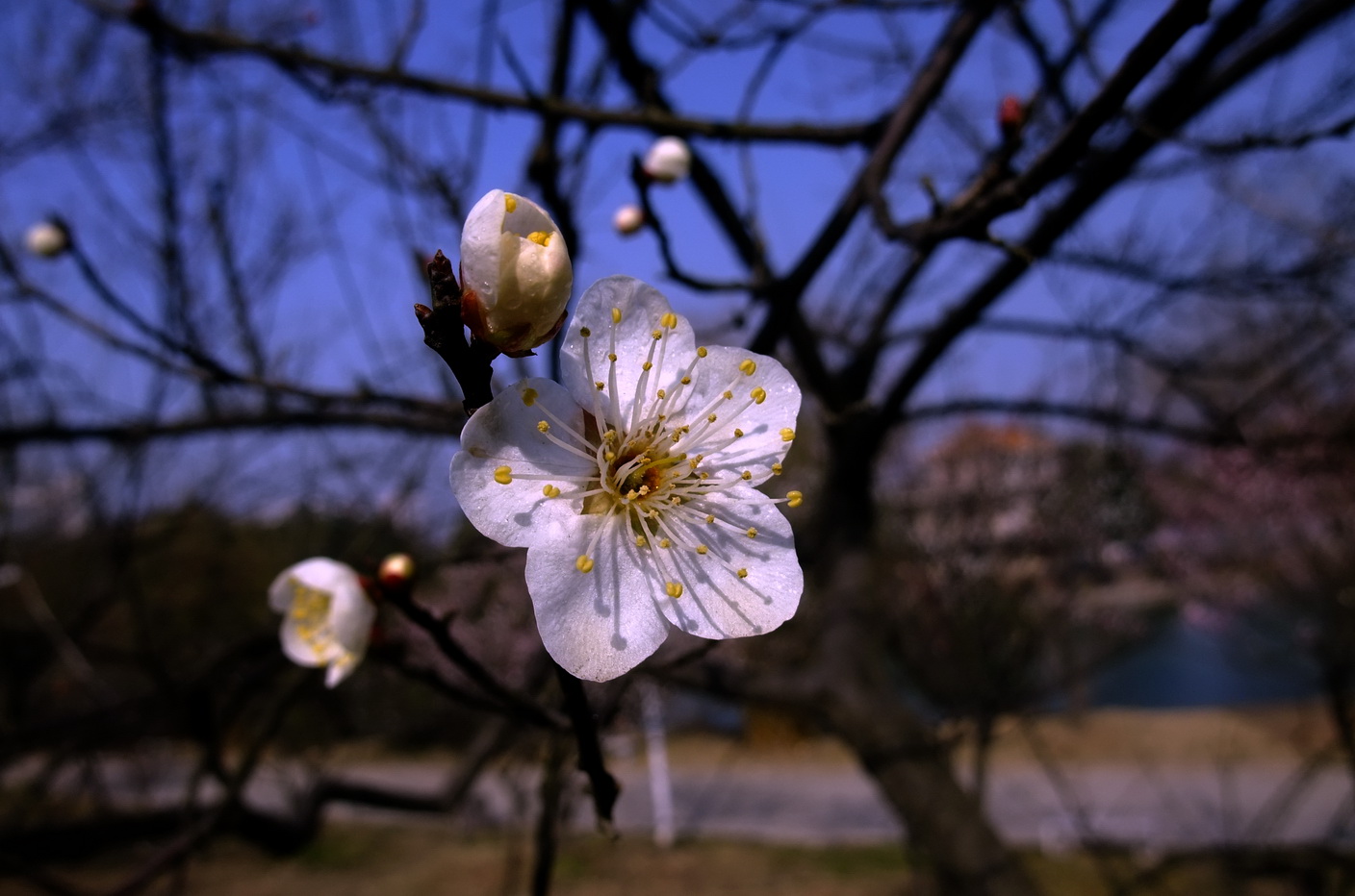 dscf9241.jpg