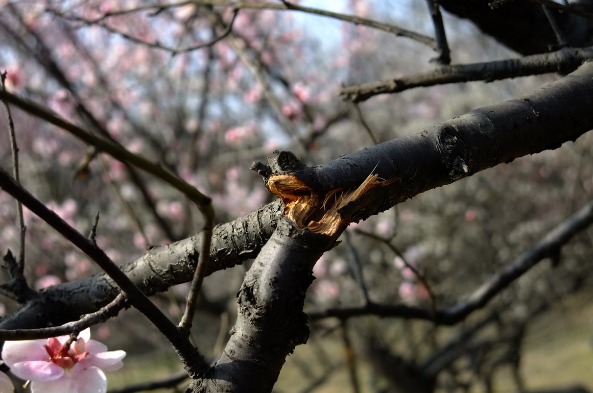 dscf9229.jpg