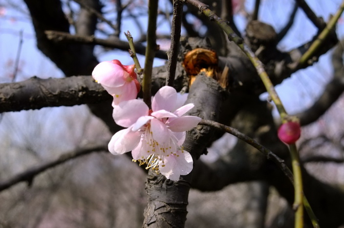 dscf9231.jpg2.jpg