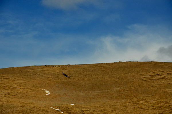 dsc_0296ӥ.jpg