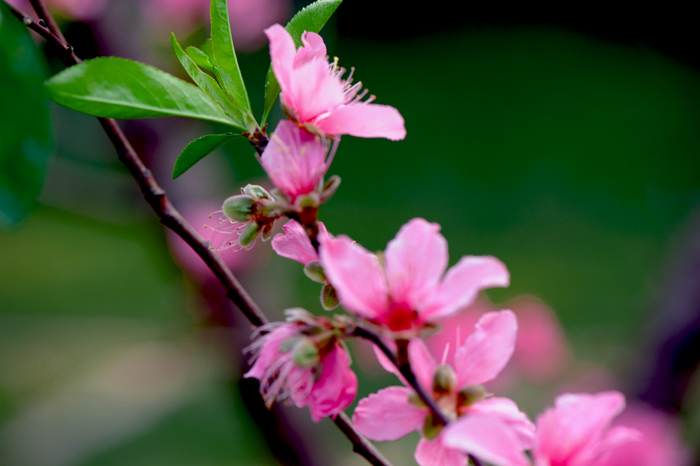 dsc_5216a.jpg