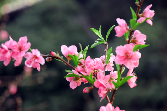 dsc_5220a.jpg