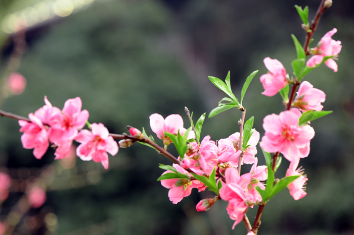 dsc_5219a.jpg