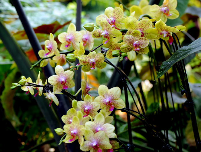 dsc_5086a.jpg