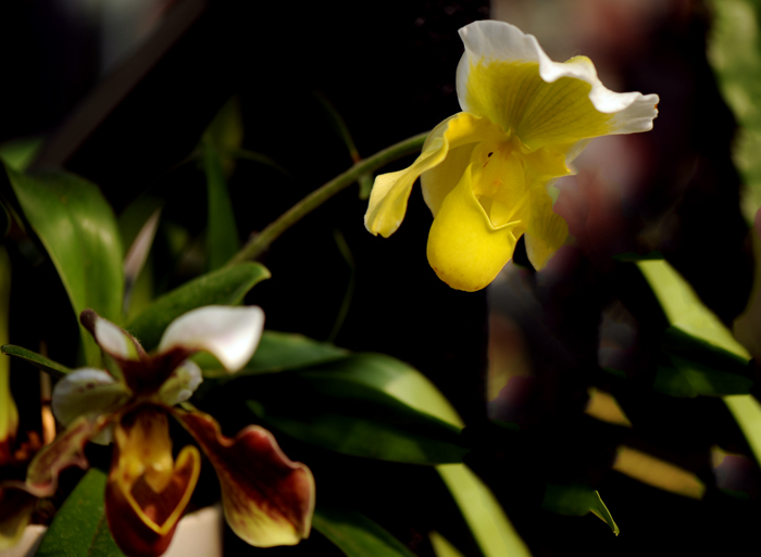 dsc_5095a.jpg