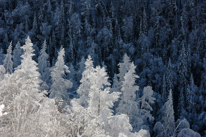 dsc_1713.1_СС.jpg