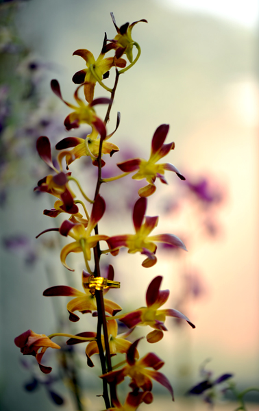 dsc_5119a.jpg