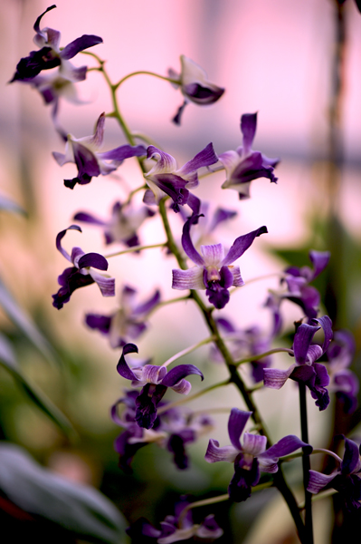 dsc_5120a.jpg