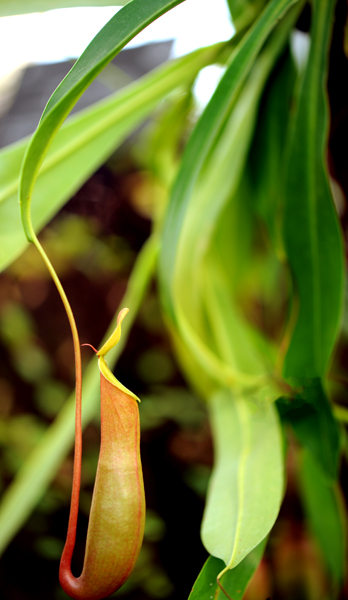 dsc_5123a.jpg