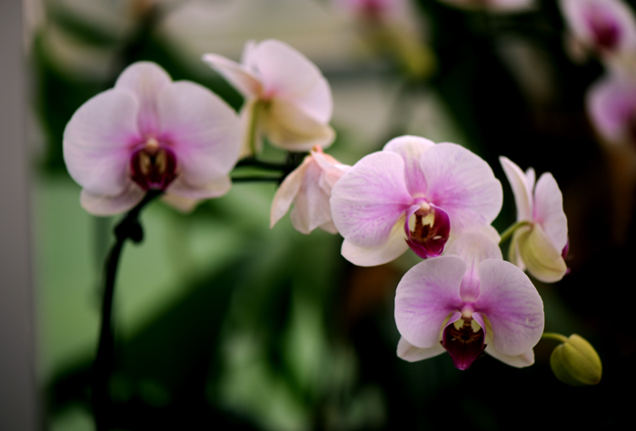 dsc_5125a.jpg
