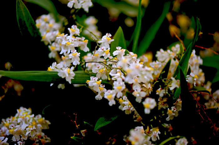 dsc_5128a.jpg
