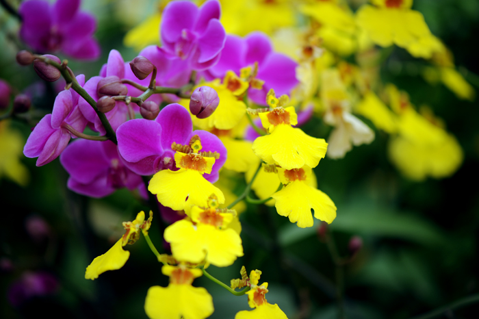 dsc_5127a.jpg