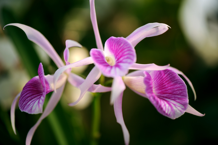 dsc_5130a.jpg