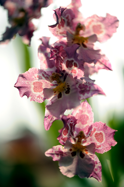 dsc_5133a.jpg