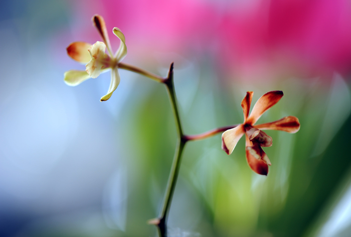 dsc_5135a.jpg