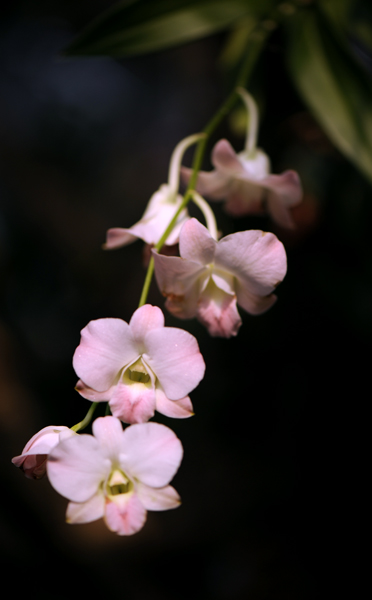 dsc_5134a.jpg