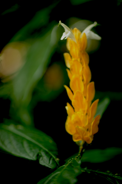 dsc_5138a.jpg