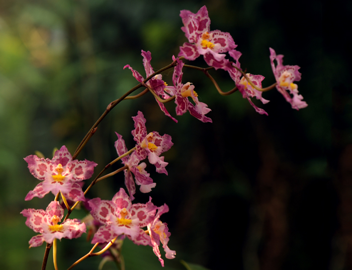 dsc_5148a.jpg