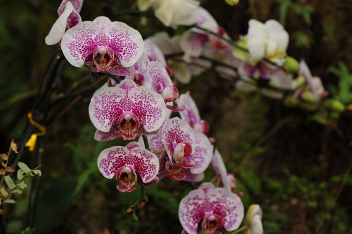 dsc_5154a.jpg