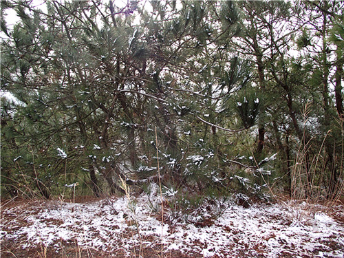 2011_02170289_.jpg