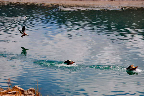 dsc_0716ԧ.jpg