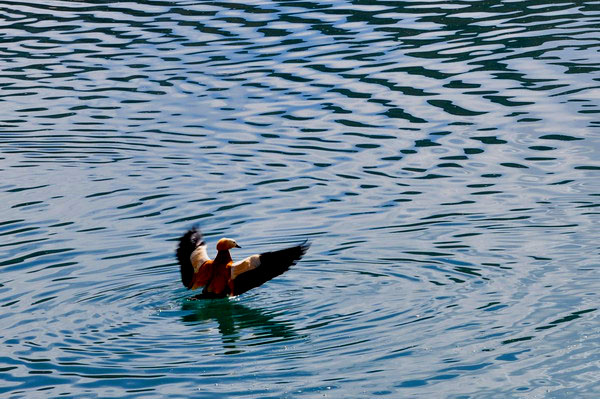 dsc_0718ԧ.jpg