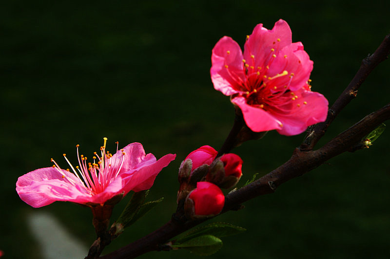 dsc01816.jpg
