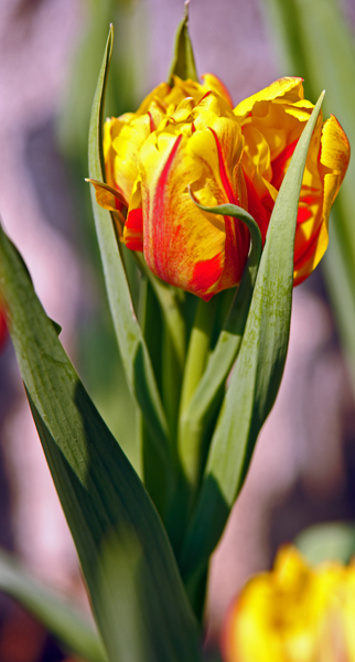 dsc_4904a.jpg