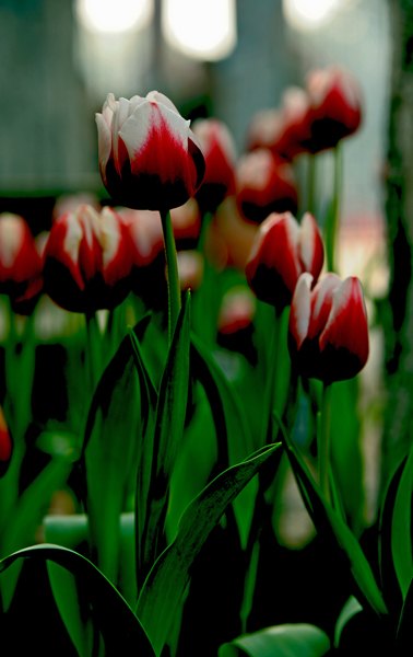 dsc_4911a.jpg