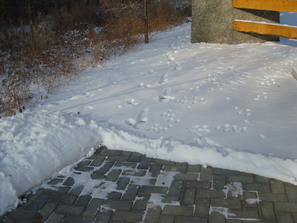 dsc07228_СС.jpg