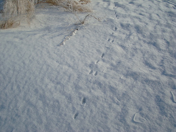 dsc07276_СС.jpg