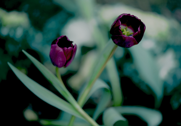 dsc_5000a.jpg