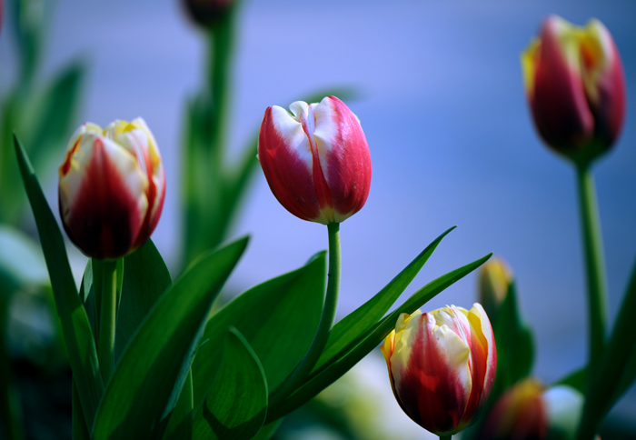 dsc_5007a.jpg