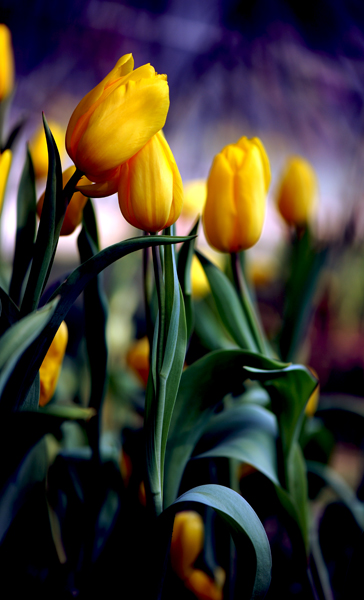 dsc_5018a.jpg