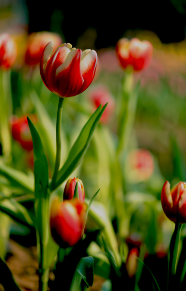 dsc_5019a.jpg