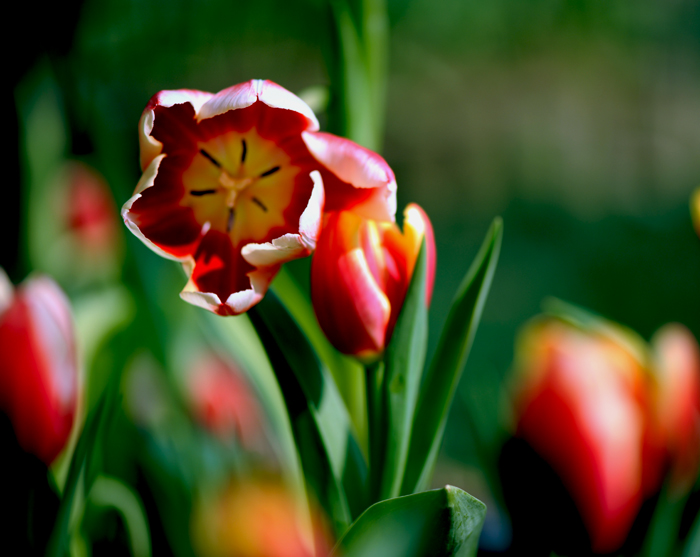 dsc_5020a.jpg