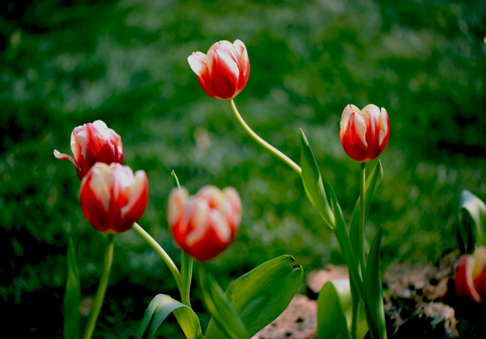 dsc_5024a.jpg