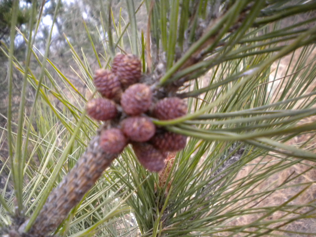 dscn0650.jpg