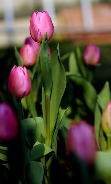 dsc_5030a.jpg